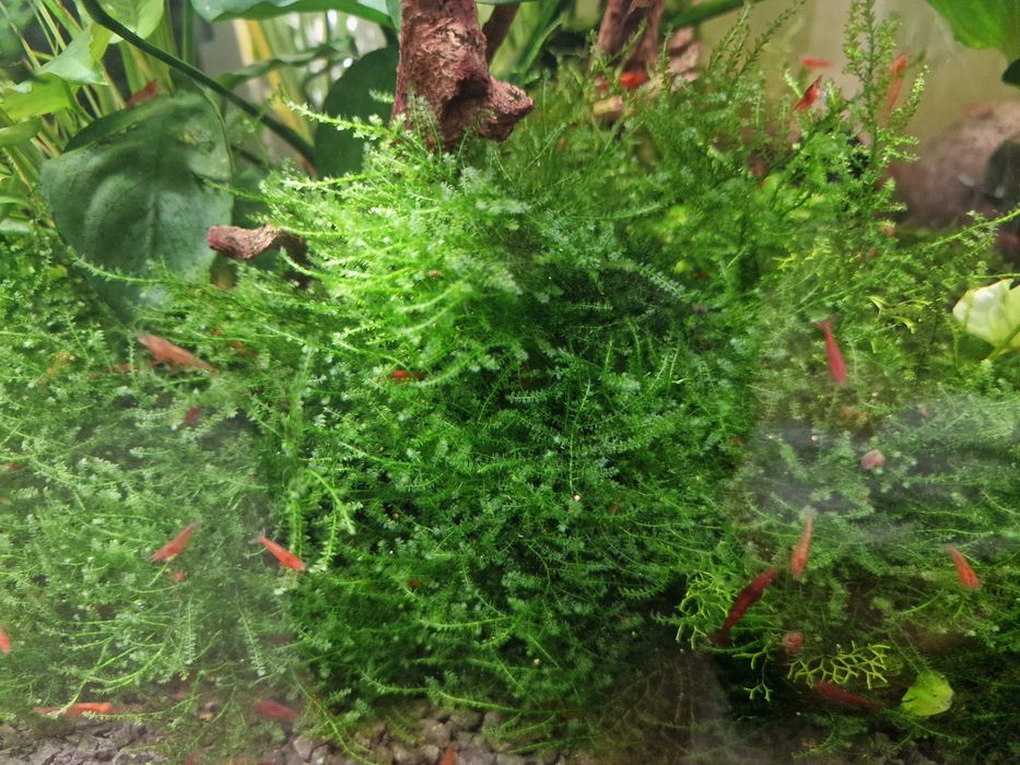 Mech 100 ml. Idealny dla krewetek