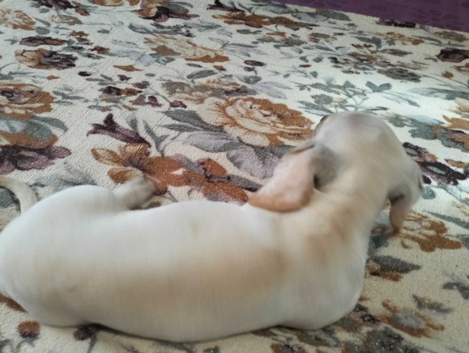 Цуценята мініатюрної такси