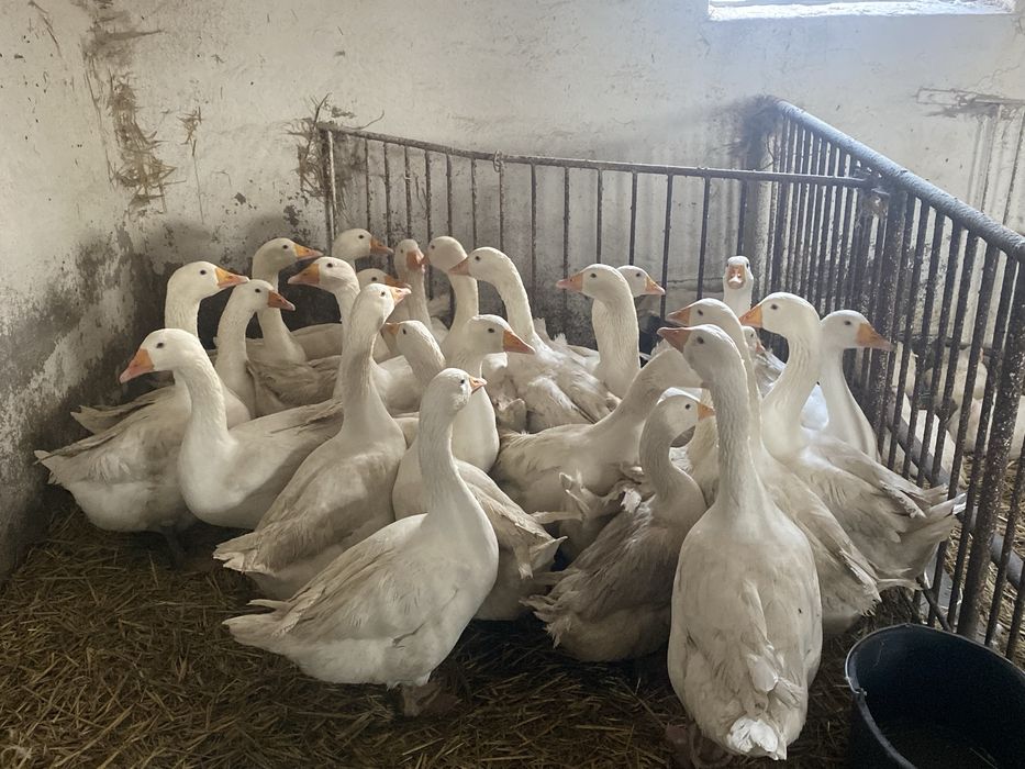 Gęsi na Św. Marcina