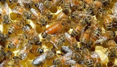 Бджолині матки Бакфаст з острівного облітника