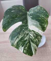 Monstera Variegata sadzonka ukorzeniona super geny