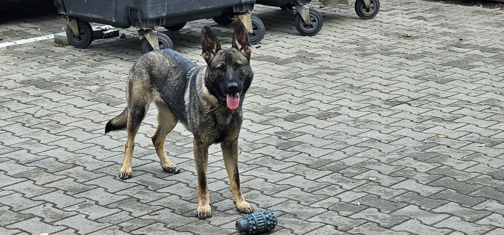 Owczarki niemieckie użytkowe roczne.