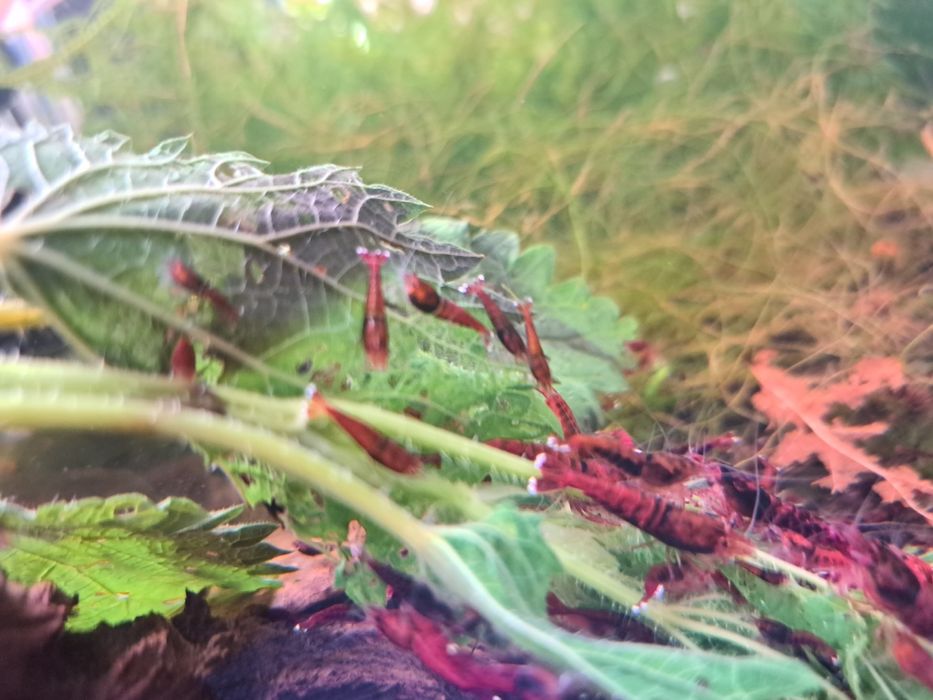 Krewetki caridina Red Ruby