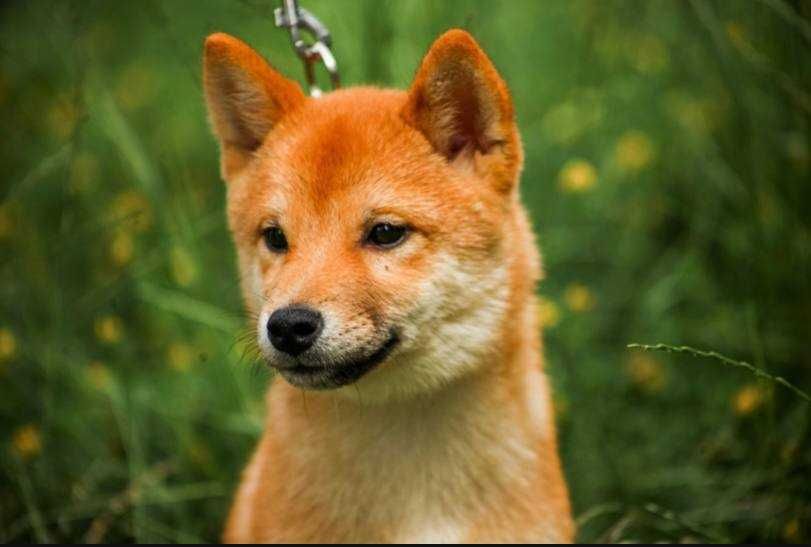 Цуценята shiba inu КСУ