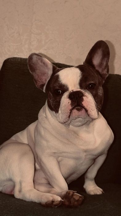 Вязка. Кобель французский бульдог