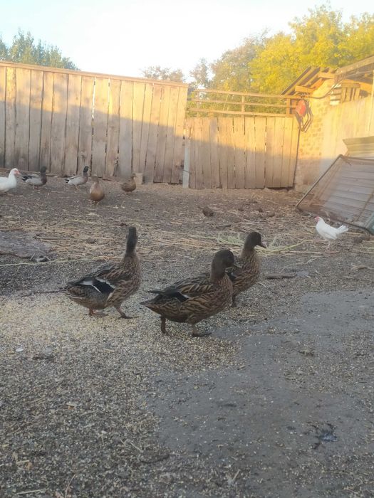 Качка кряква  самці та самочки