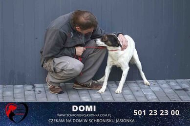 Domi -do adopcji schronisko Jasionka