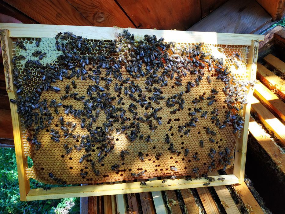 Продам бджолопакети