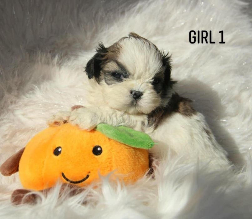 Shih - Tzu sunia Zkwp FCI