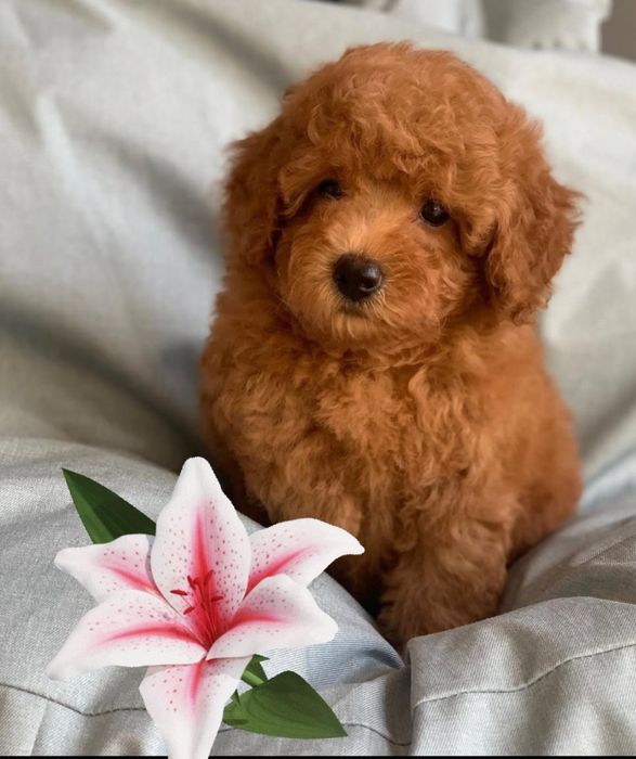 Маленька дівчинка.     той пудель