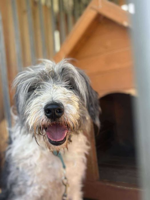 Polski Owczarek Nizinny - OZI CZEKA… ALE CZAS UCIEKA!