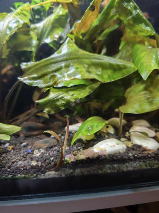 Kirys spiżowy mlode i wieksze