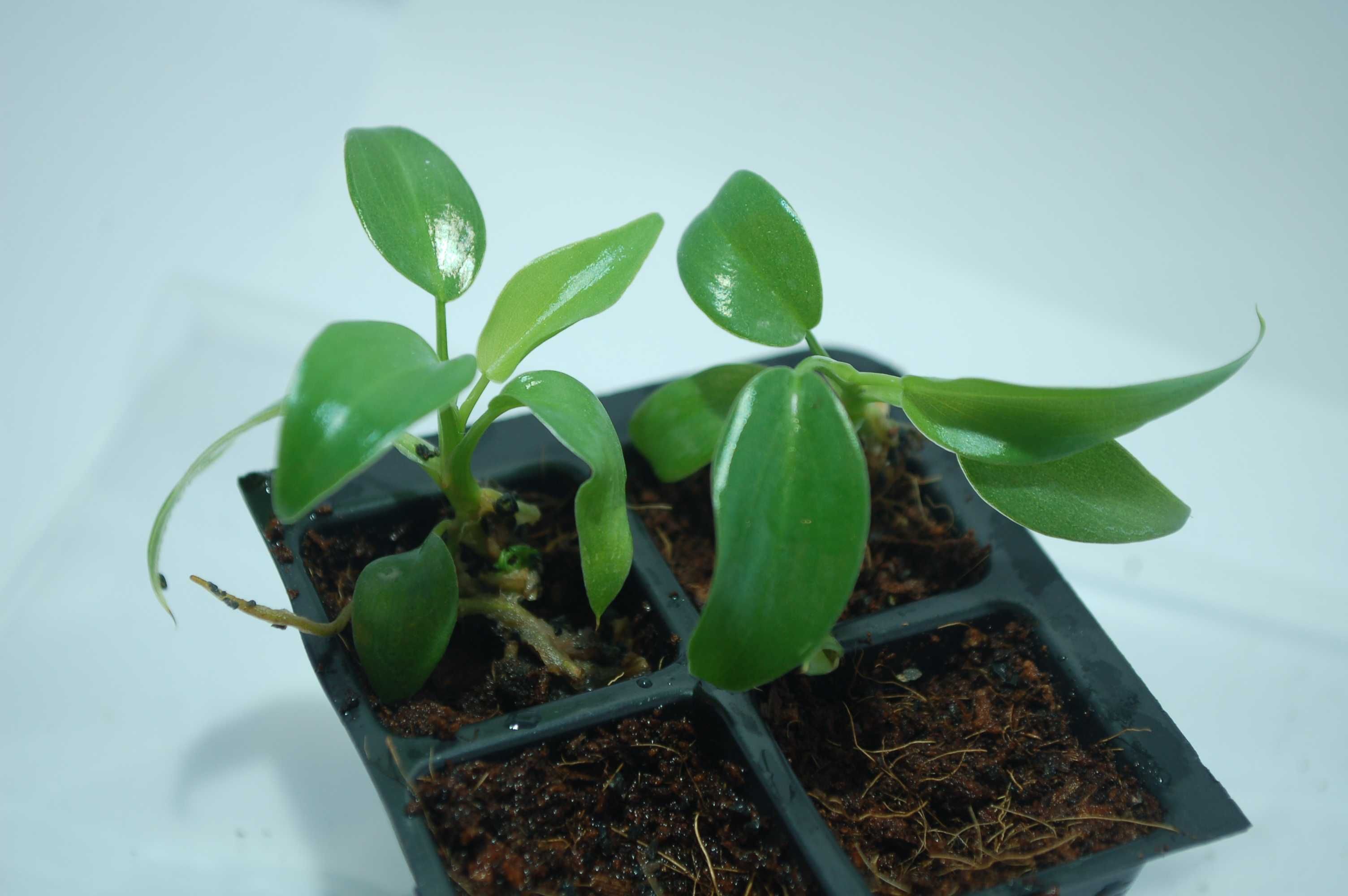 Philodendron Longilobatum 'Lelano Miyano'