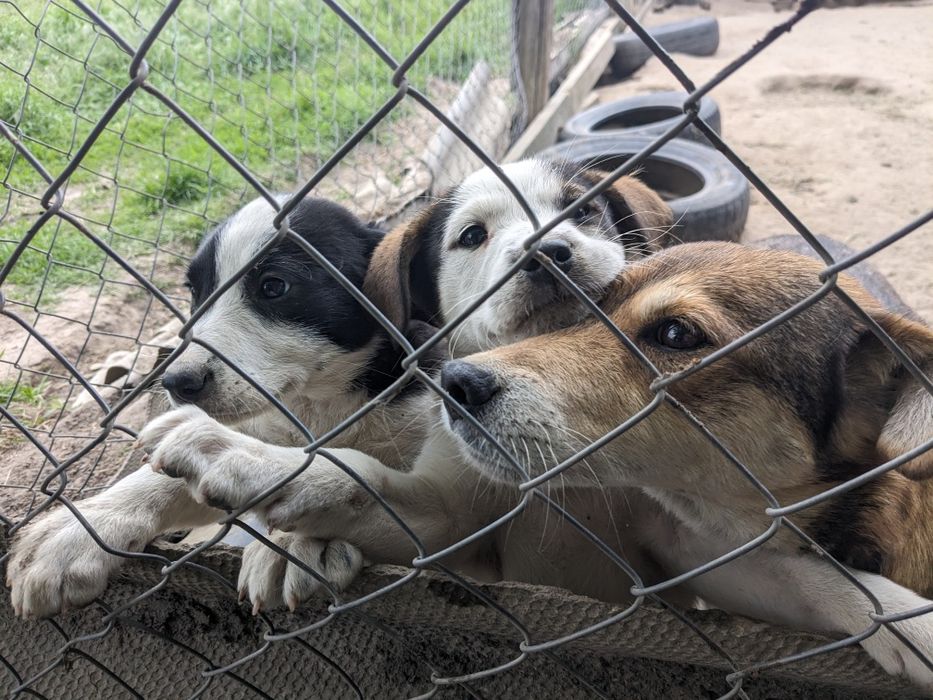 Щенята будуть середні по 2,5 місяці, хлопці та дівчата шукаємо родини!