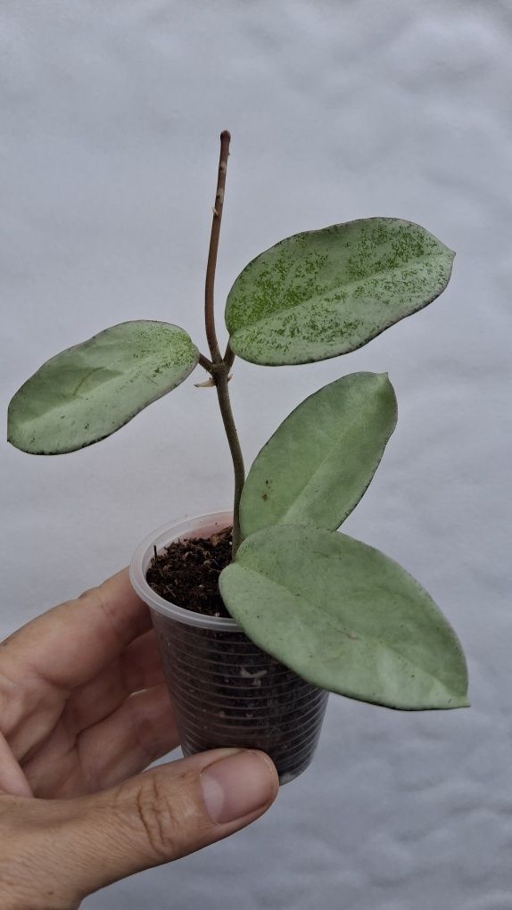 hoya  РІЗНИХ  срібних сортів хойя