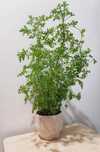 Geranium anginka w doniczce z twarzą roślina doniczkowa kwiat kwiatek