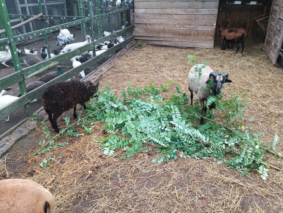 Sprzedam baranka kameruńskiego