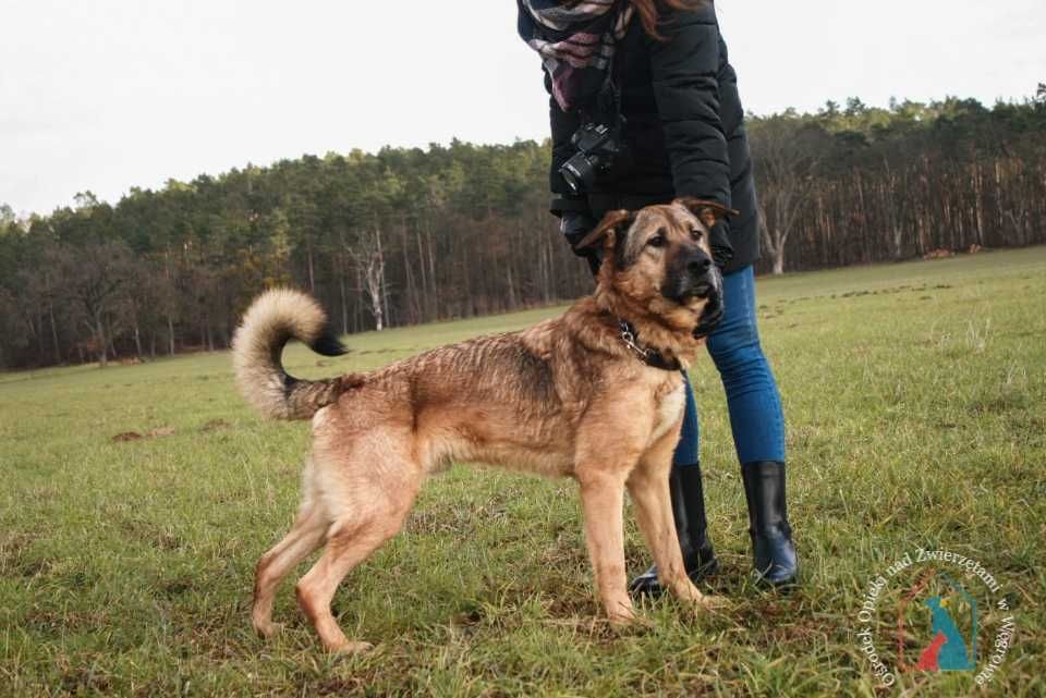 Kres - bardzo przyjazny, fajny piesek szuka domu!