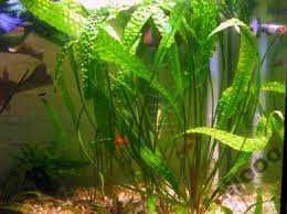 rosliny akwariowe-kryptokoryna karbowana +50 cm