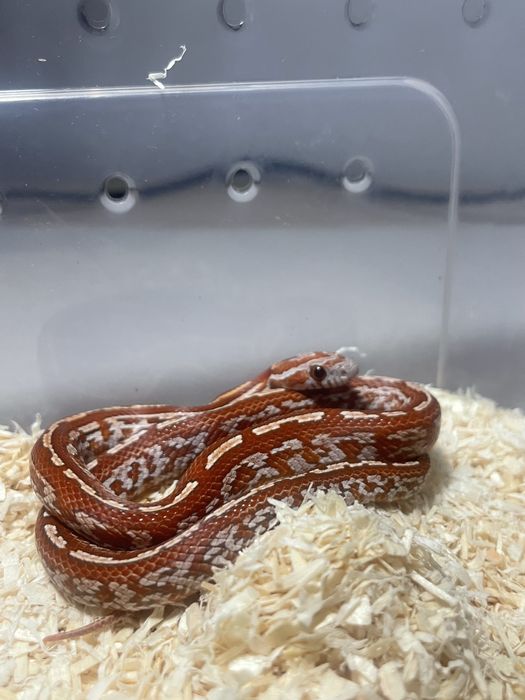 Wąż zbożowy hypo tessera