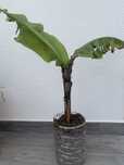 Bananeira cavendish 67 cm