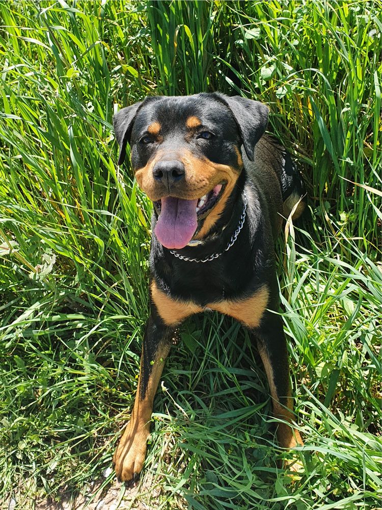 Adocao responsavel Rottweiler femea