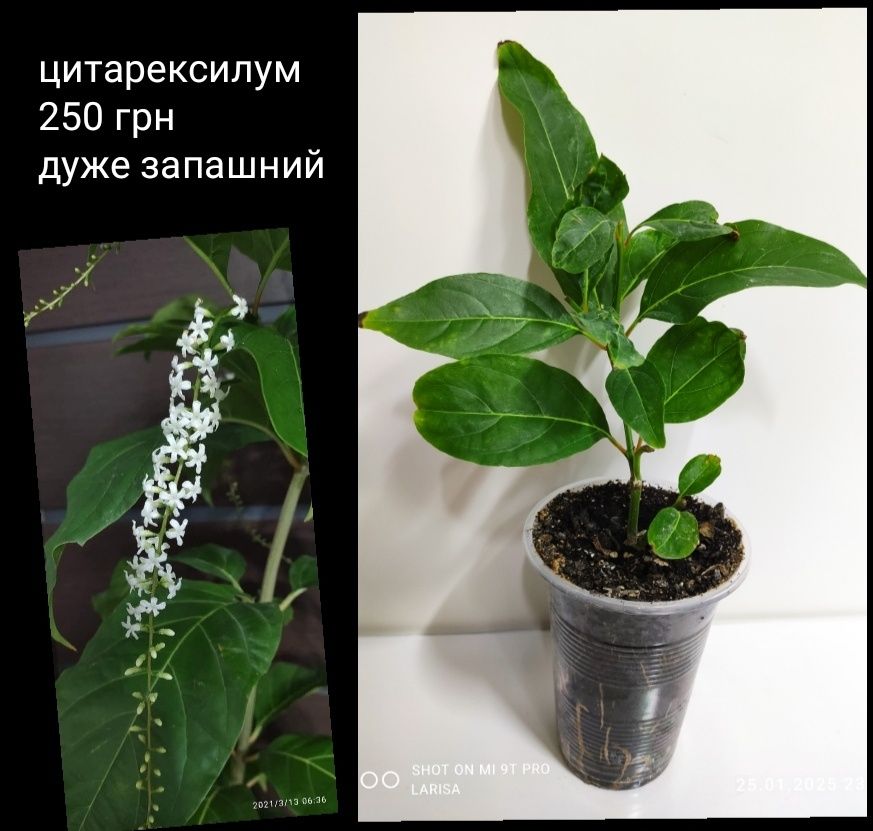 Саркококка Цитарексилум Жасмин Нашия  Каланхоэ  Пеларгония