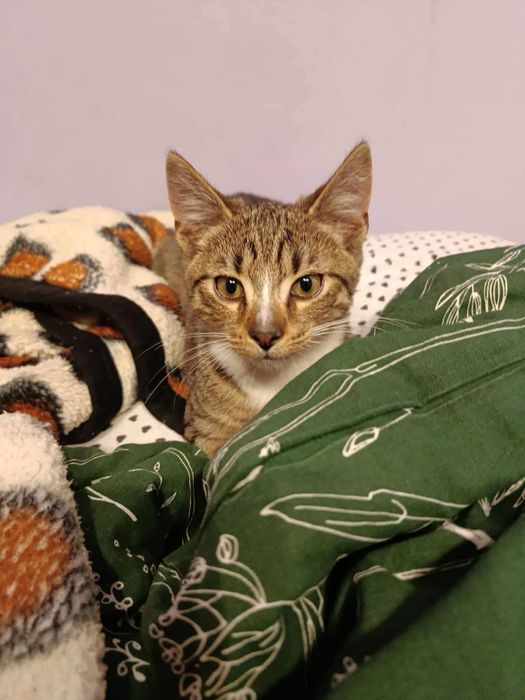 Kotek Tymianek do adopcji