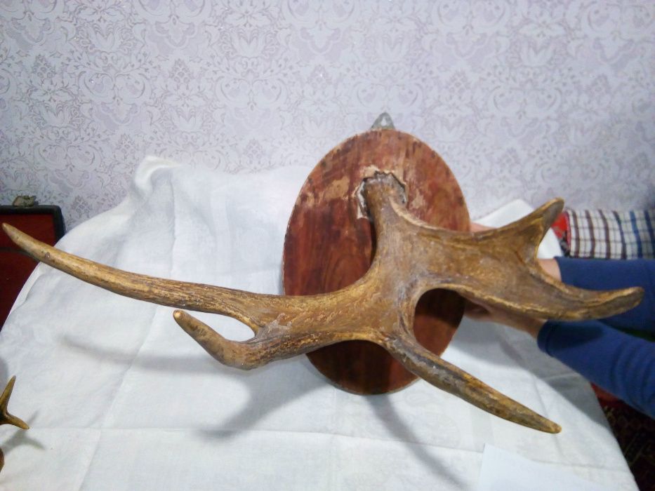 Рога лося и рога оленя .