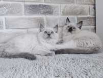 Kocięta Ragdoll odtatnie dwie piękności gotowe do odbioru