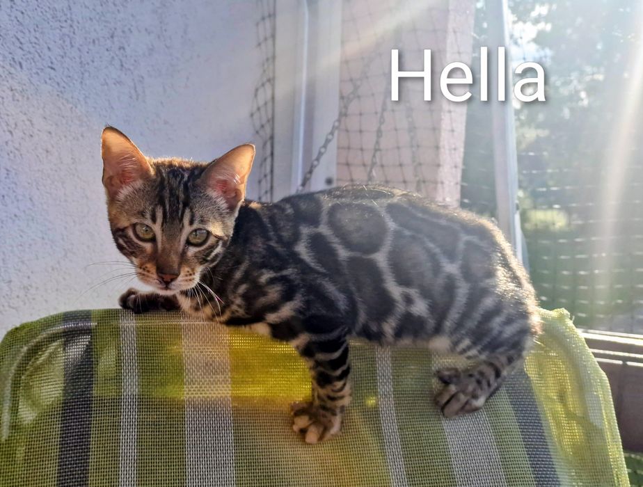 Kot bengalski - smutna Helenka