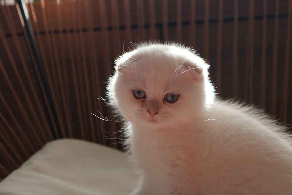 Um gatinho scottish fold pointe