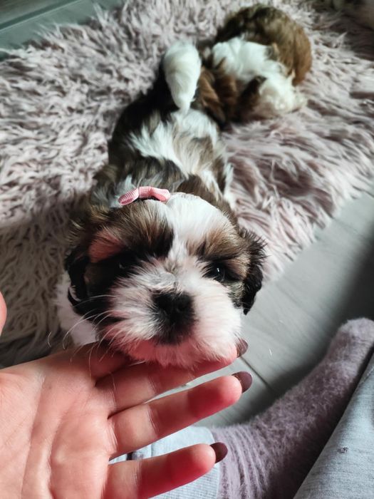 Pieski szukają kochającego domu