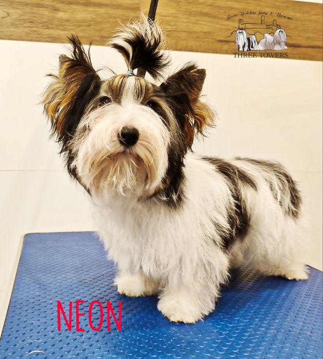 Biewer Yorkshire Terrier NEON, York