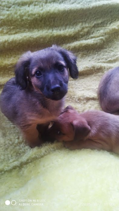 Цуценята шукають родину