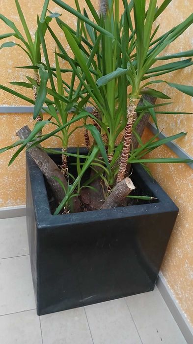 Planta grande Yucca com vaso grande