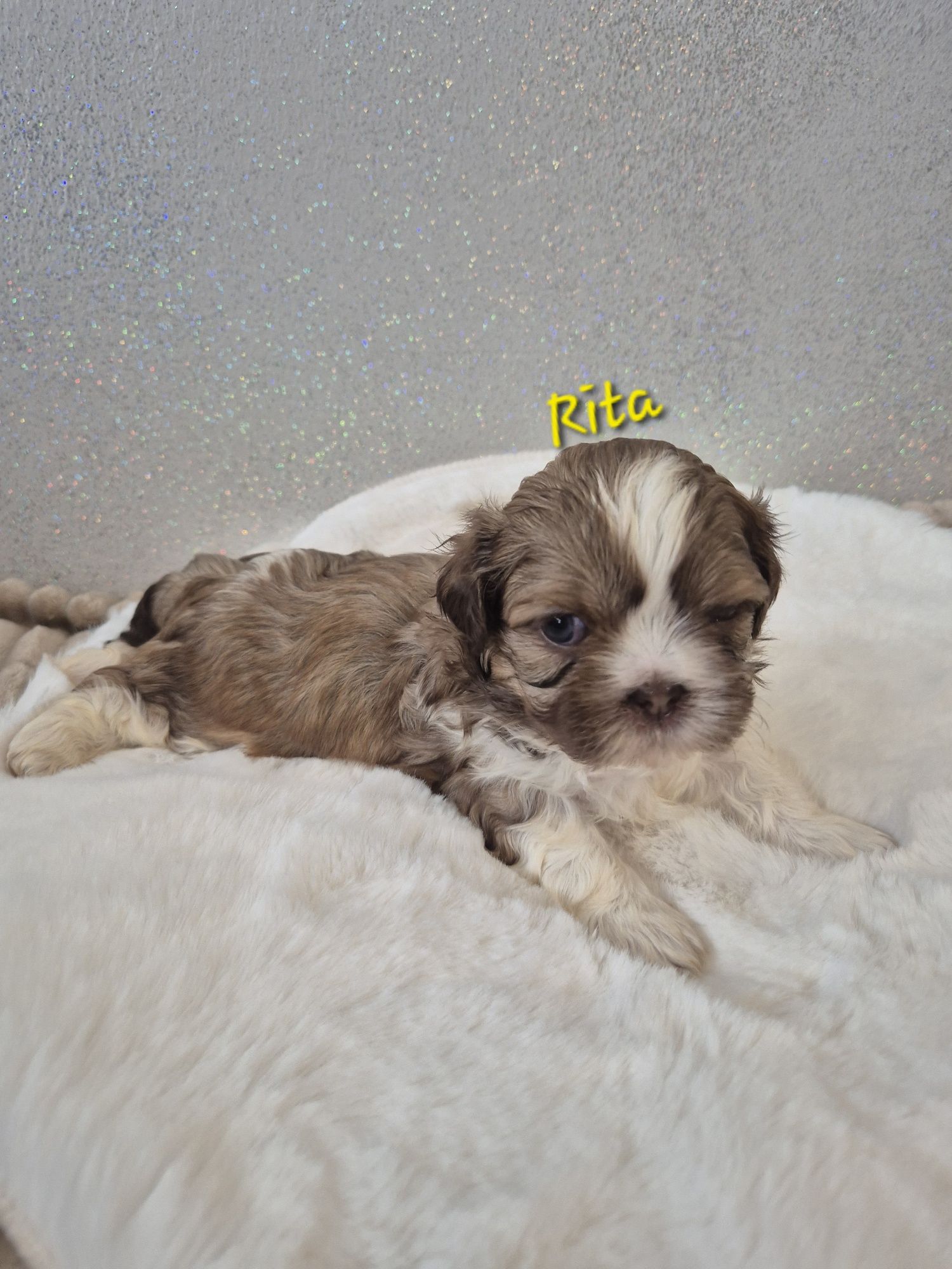 Shih tzu Rita dziewczynka