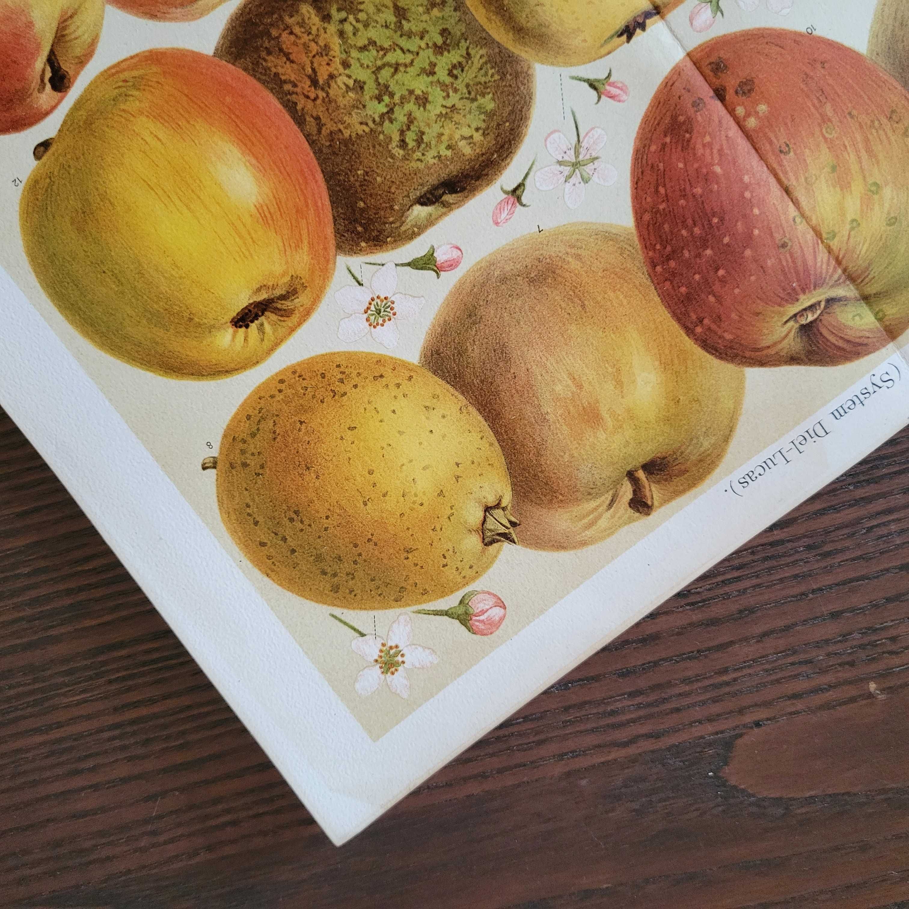 Яблоки Старинная литография 1895 Германия Meyers  фрукты ботаника