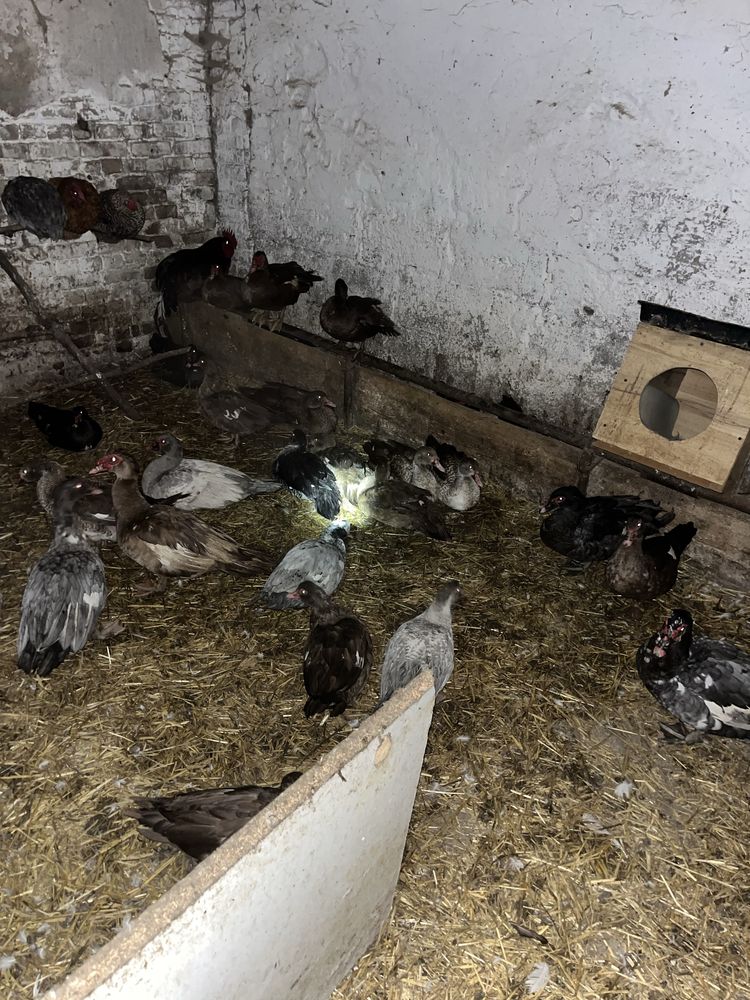 Sprzedam kaczki i kaczory z domowej hodowli