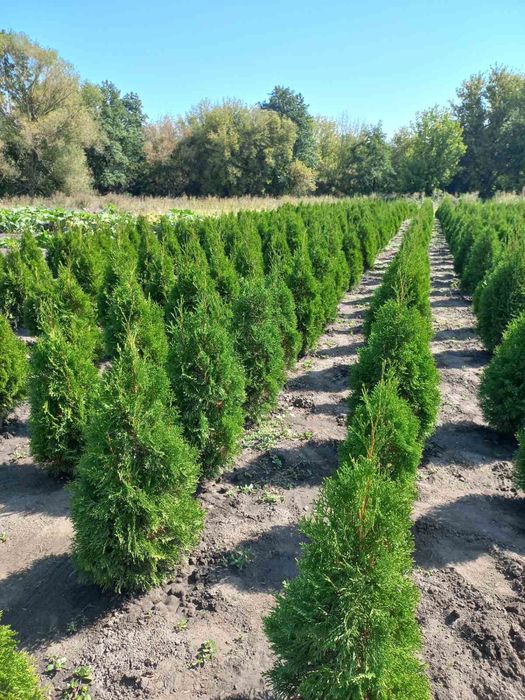 Туя смарагд 220грн