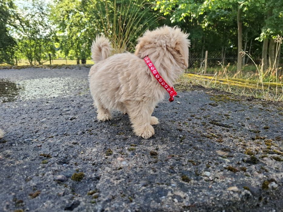maltipoo szczeniak
