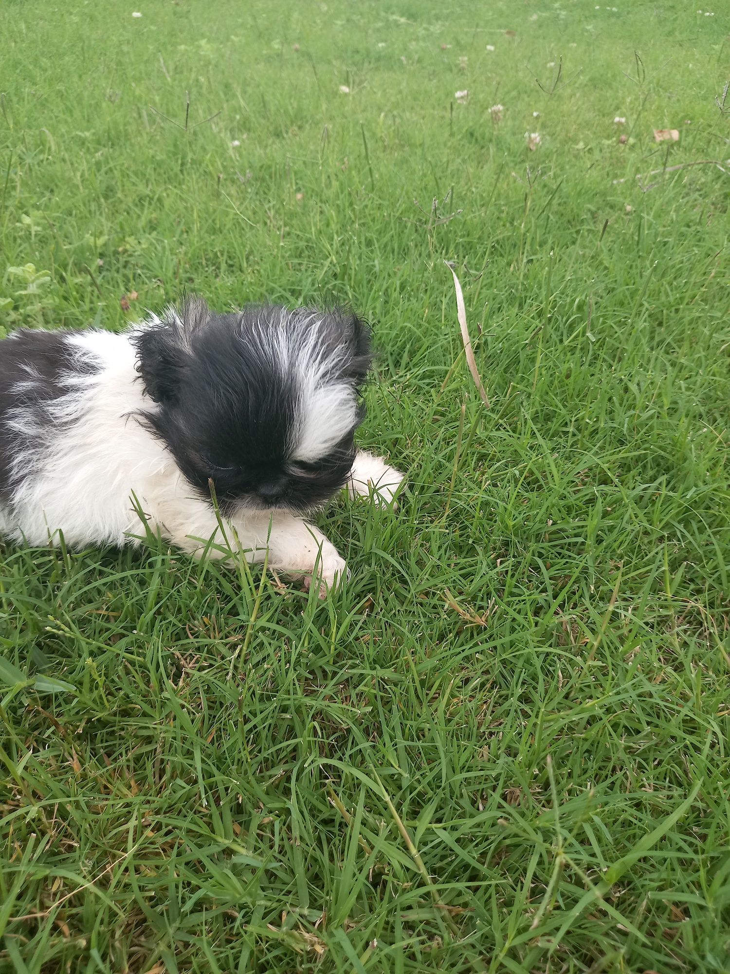 Menino  shih-tzu