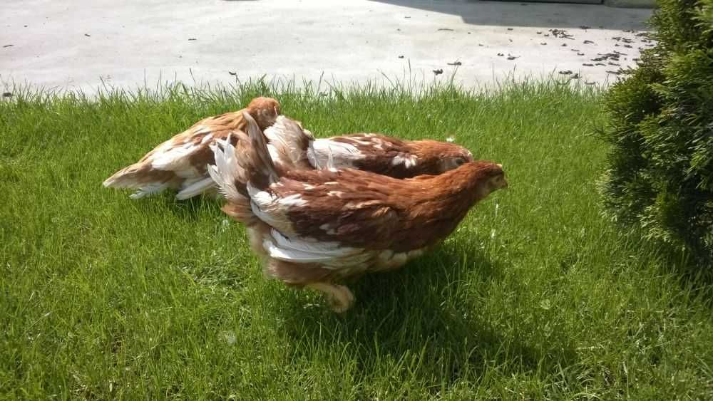 Ferma sprzeda kury m28