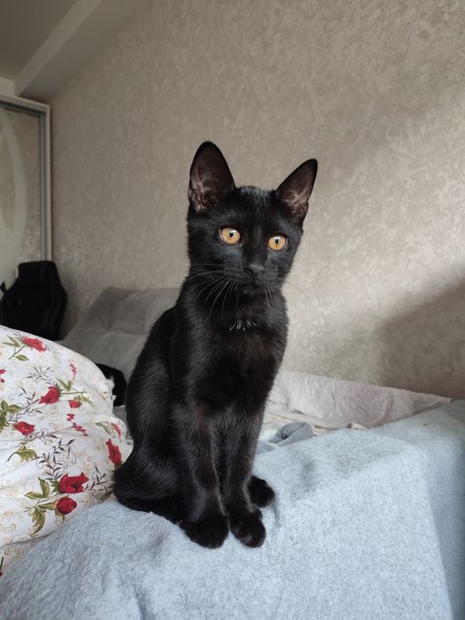 Кошеня-дівчинка 5 місяців, здорова і вакцинована