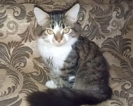 Красавчик котёнок, мальчик, июнь