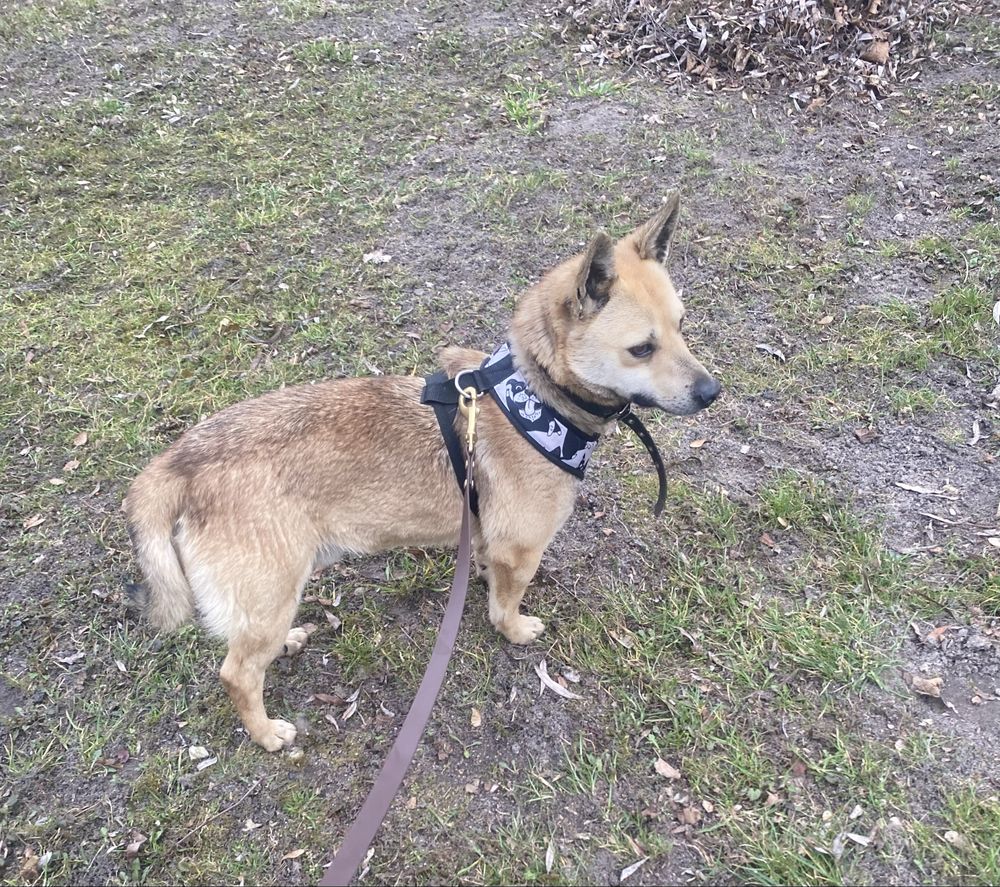 Piesek 3 letni do adopcji
