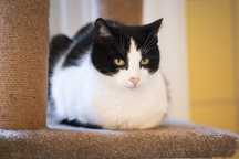 Kotka Molly od 5lat do adopcji!!!