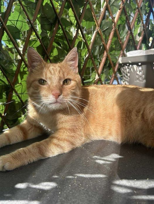 Rudy miły kotek szuka domu