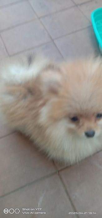 Дівчатка .Померанський шпіц.