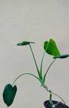 Monstera młoda sadzonka